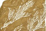 Ordovician Kukersite Oil Shale with Bryozoan Fossils - Russia #369563-1